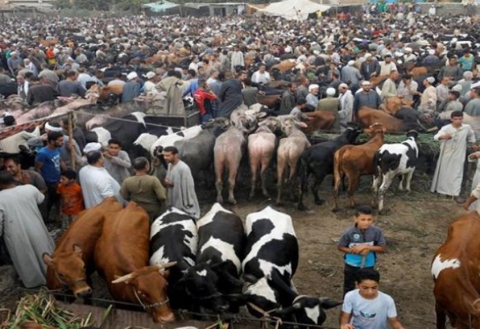 صور ماشية أرشيفية 