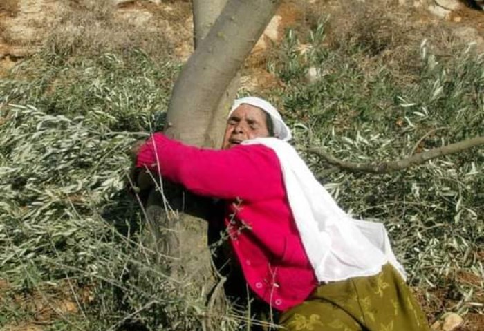 فلسطينية تتمسك بشجرة الزيتون 