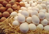 أسعار البيض الأحد 5 يونيو 2024