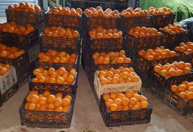أسعار البرتقال 