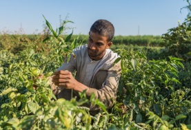 التنمية الزراعية في مصر