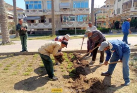 زراعة الأشجار برأس البر