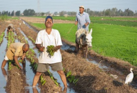انخفاض أسعار السماد «صورة مزارع مصري»