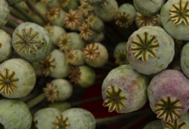 نبات الأفيون - أرشيفية