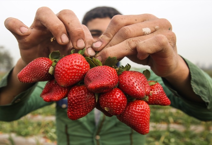 تصدير الفراولة المصرية - أرشيفية