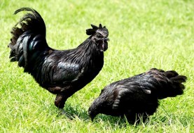 الدجاج الأسود، أو الدجاج اللامبورجيني