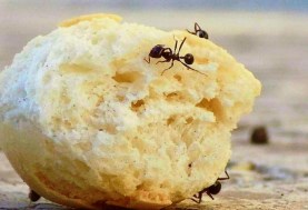  حيل غريبة للتخلص من نمل الصيف 