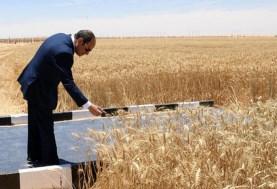الرئيس السيسي يفتتح موسم حصاد القمح
