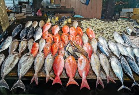 أسعار الأسماك