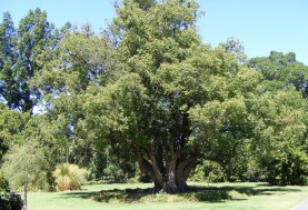 أشجار الكافور- أرشيفية 