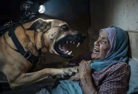  هجوم كلب بوليسي على سيدة مسنة فلسطينية