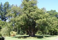 أشجار الكافور- أرشيفية 