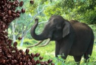 قهوة براز الفيلة