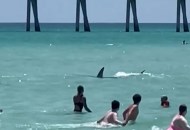 أسماك القرش تهاجم المواطنين على شاطي فلوريدا 