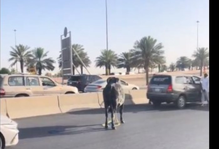 هروب ثور في الرياض