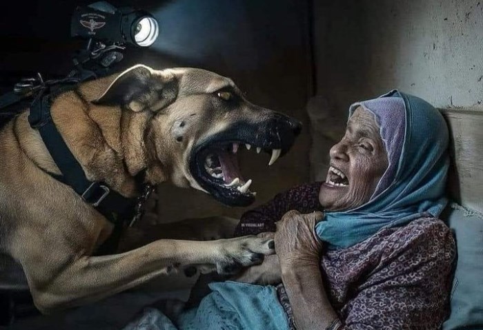 كلب الاحتلال خلال مهاجمته سيدة