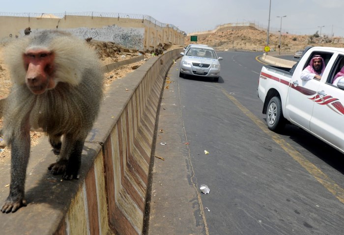 قردة البابون في السعودية