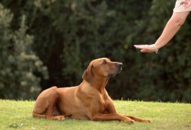 نصائح لتدريب كلبك على الطاعة
