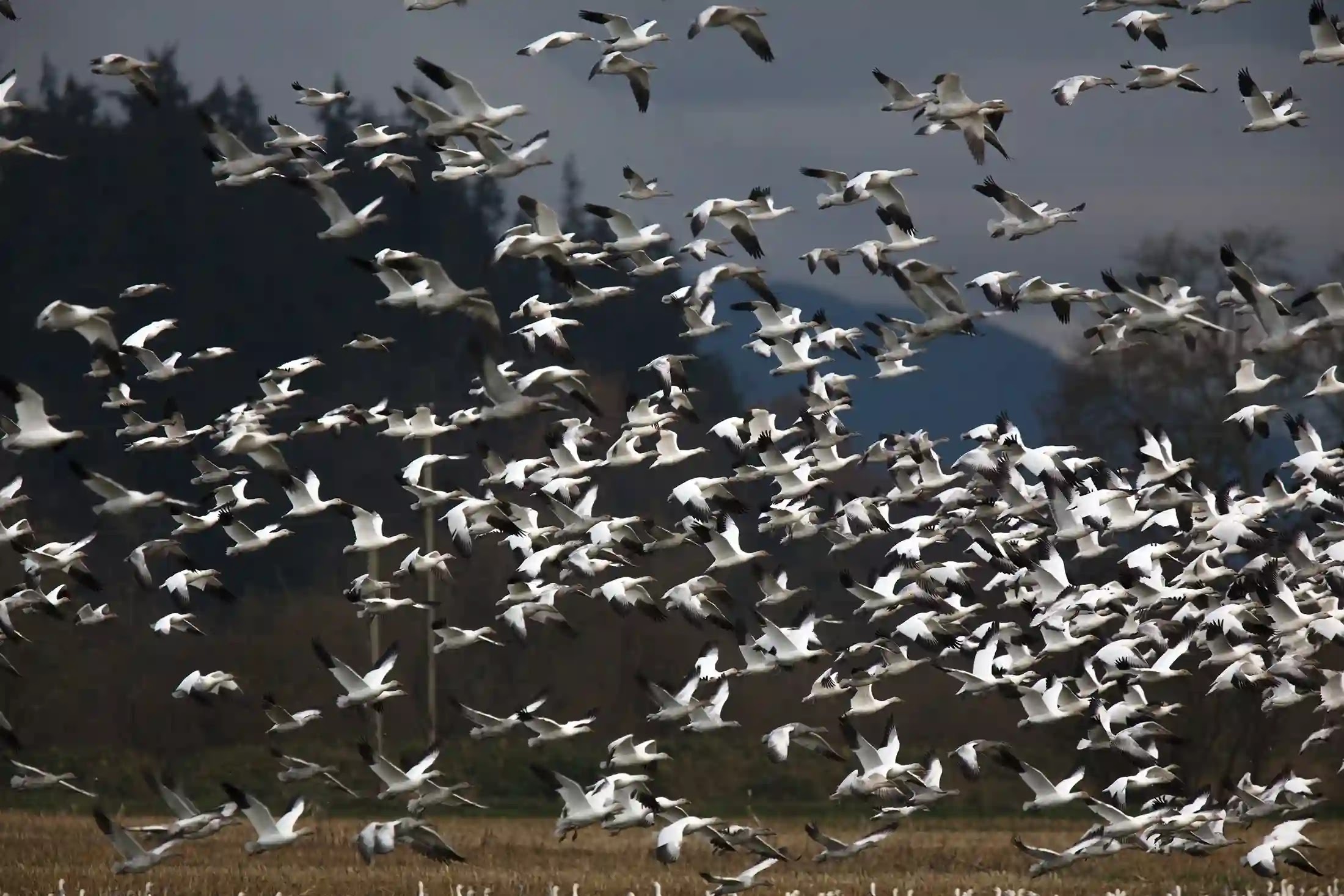 snow-geese-2645326_0_1709_090046.jpg